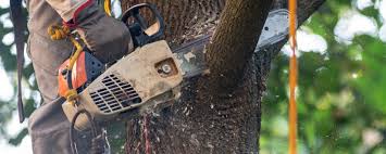 How Our Tree Care Process Works  in  Northfield, IL