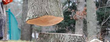 How Our Tree Care Process Works  in  Northfield, IL
